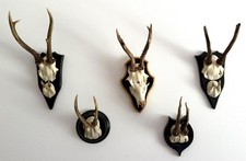 GEWEIH Rehgehörn KONVOLUT