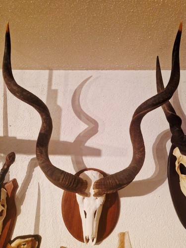 Kudu geweih gehörn cm - kudu,