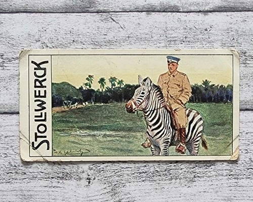 Zebra reittier afrika - zebra, 457