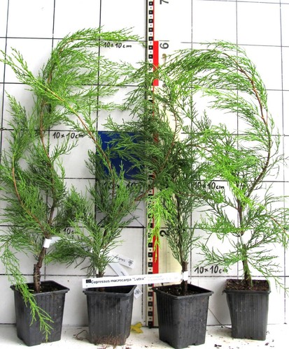 Cupressus macr lutea - macr., "lutea"