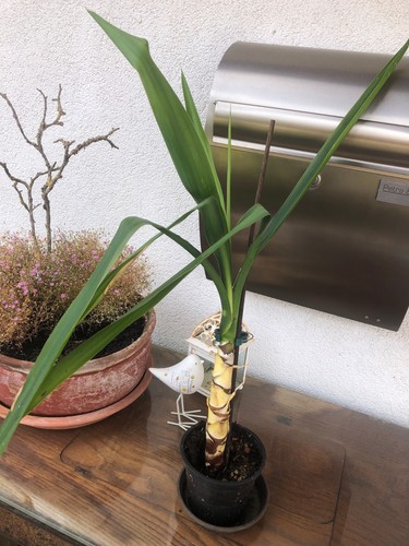 Stämmig yucca - 1-stämmig,