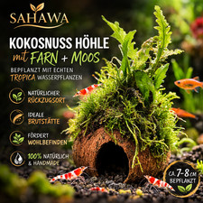 Kokosnuss Höhle Aquarium