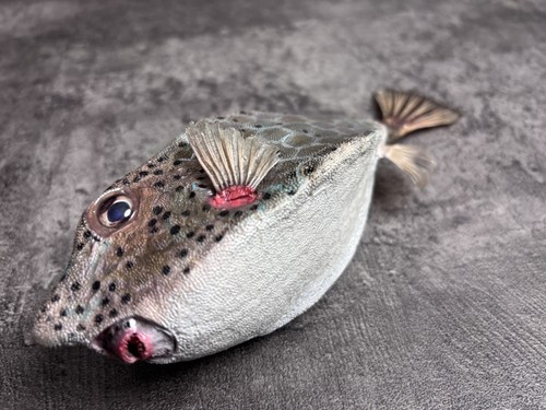 Seltenes nashorn kastenfisch - nashorn,