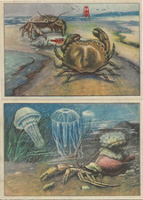 54/331 SAMMELBILDER TIERE DES MEERES EINSIEDLERKREBS QUALLE KRABBE TASCHENKREBS