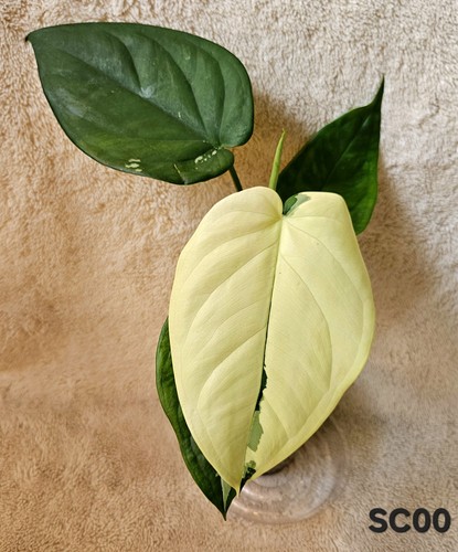 Syngonium chiapense albo - syngonium,