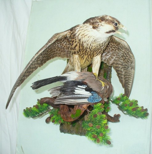 Diorama mit einem - , sakerfalke