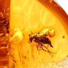 Bernstein Fossil mit Mücke
