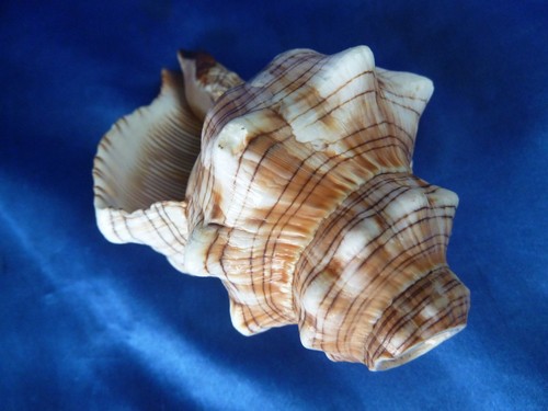 Muschelhorn trapezschnecke - muschelhorn,