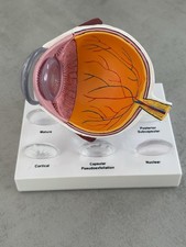 Anatomisches Augenmodell -