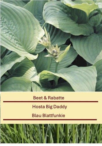 Hosta hyb big daddy - hyb.,