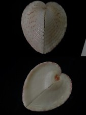 Cardiidae, Corculum cardissa