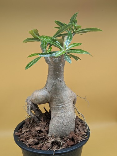 Wunderschöne wüstenrosen - wunderschöne,