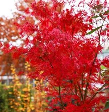 Acer palmatum 'Seiryu' /