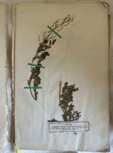Herbarium phanerogamen hermann - herbarium,