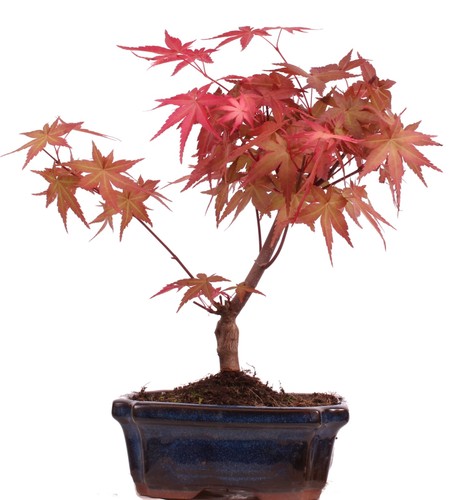Bonsai acer palmatum deshojo - acer,