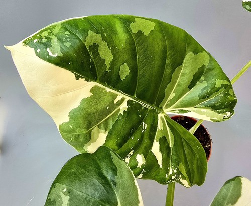 Sehr schöne alocasia - sehr,