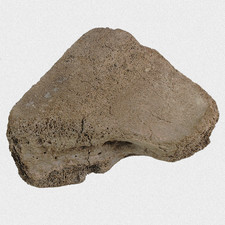 Fossil M. primigenius Mammut