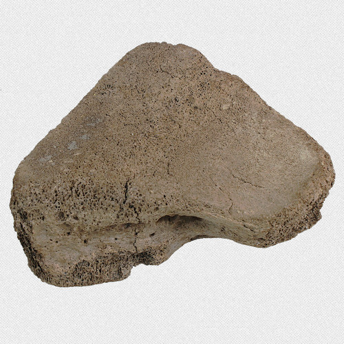 Fossil primigenius mammut - fossil, m.