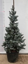 Picea pungens hoopsii pflanze - picea,