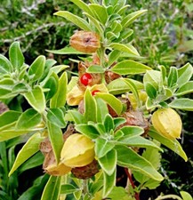 Schlafbeere Samen, Ashwagandha, indischer Ginseng, Heilpflanze im ind. Ayurveda