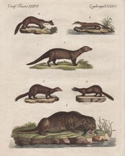 Marder Wiesel Iltis marten