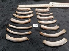 Echte Tier Knochen Hexen