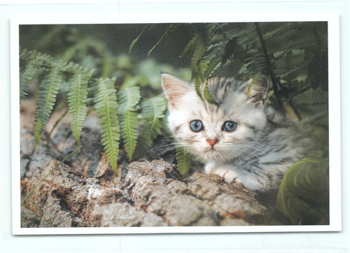 Postkarte katze hide and - ak,
