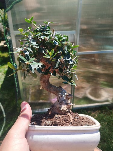 Bonsai olea europaea - bonsai,