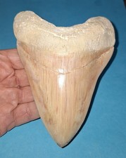 13,8 cm hellbeiger Zahn des