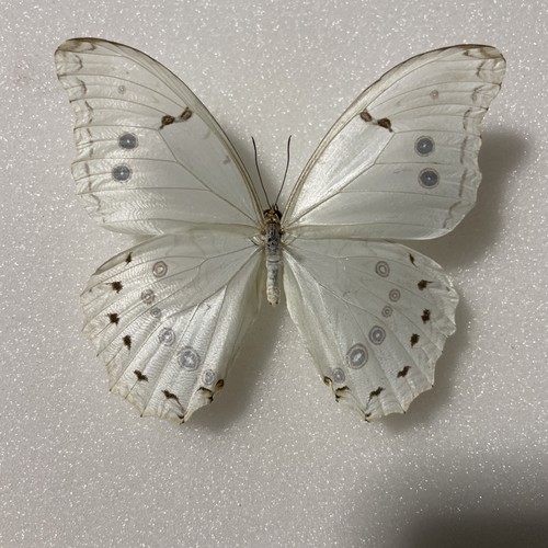 Entomologie*Morpho