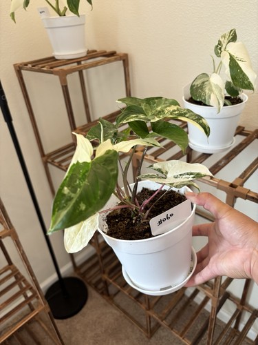 Syngonium albo variegated - albo, 6"