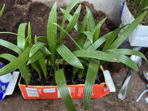 Trachycarpus fortunei - trachycarpus,