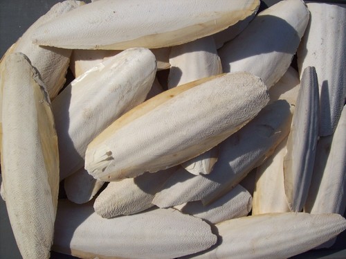 Sepia 15 cm - kg,