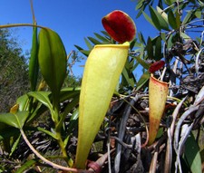 SAMEN KANNENPFLANZE Nepenthes madagascariensis Fliegen werden dort gefangen.