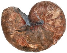 Kreide  Jeletzkites plenus