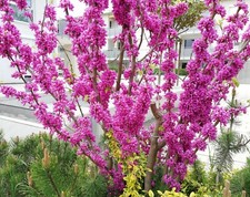 SAMEN Winterharte toller Blüten Strauch der Liebesbaum Gartenpflanze Saatgut