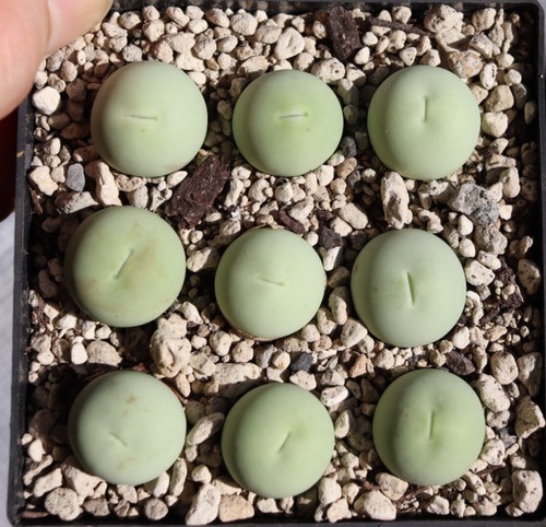 Conophytum calculus