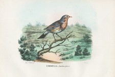 Turdus pilaris
