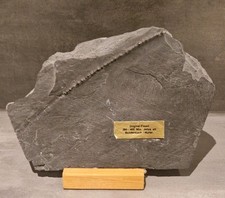 Fossil Bundenbach Schiefer