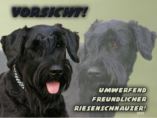 Schnauzer riesenschnauzer - schnauzer,