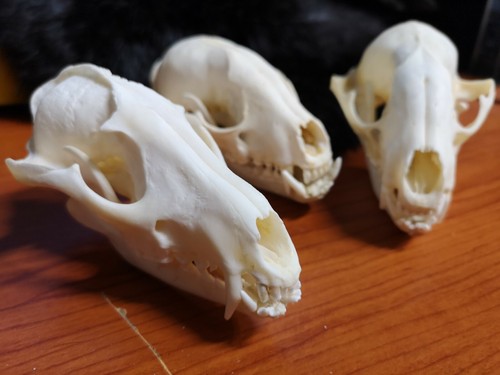 Echte obstfuchs marderhund - obstfuchs,