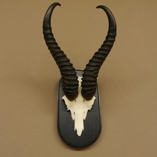 Springbock Antilope Trophäe