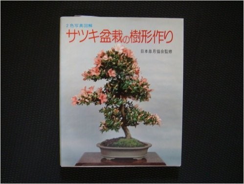 Satsuki bonsai tree - satsuki,