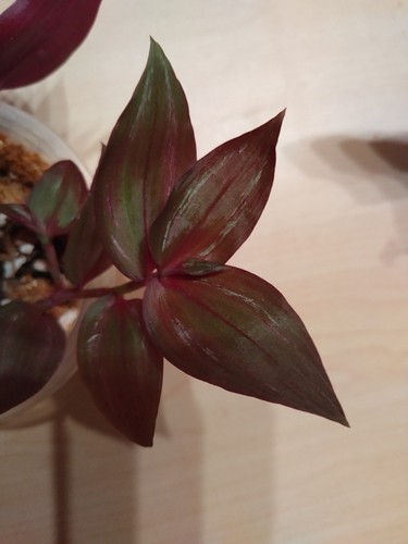 Tradescantia green ghost - green,