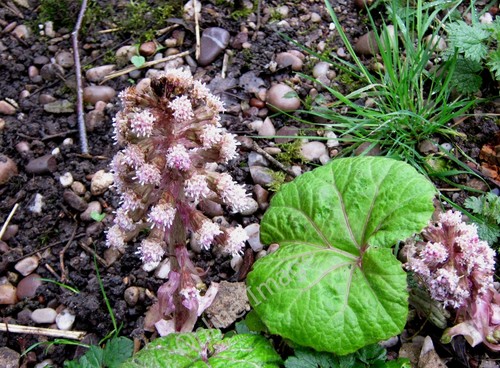 Foto 12x8 pestwurzblume - foto,