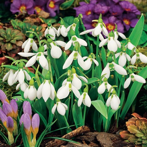 Galanthus blumenzwiebeln - galanthus,