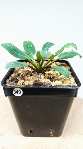 Euphorbia spannringii