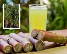 Zuckerrohr Pflanze für die Wohnung drinnen Zimmerpflanze gross pflegeleicht