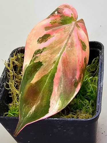 Sehr schöne philodendron - sehr,