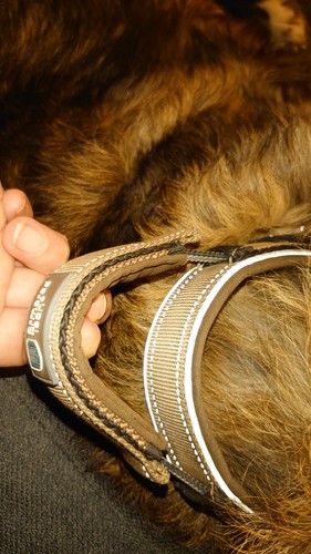 Halsband hund mit - halsband,